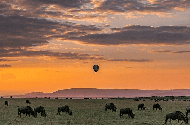 Cows walk on a summer meadow with hot air balloons in the sky